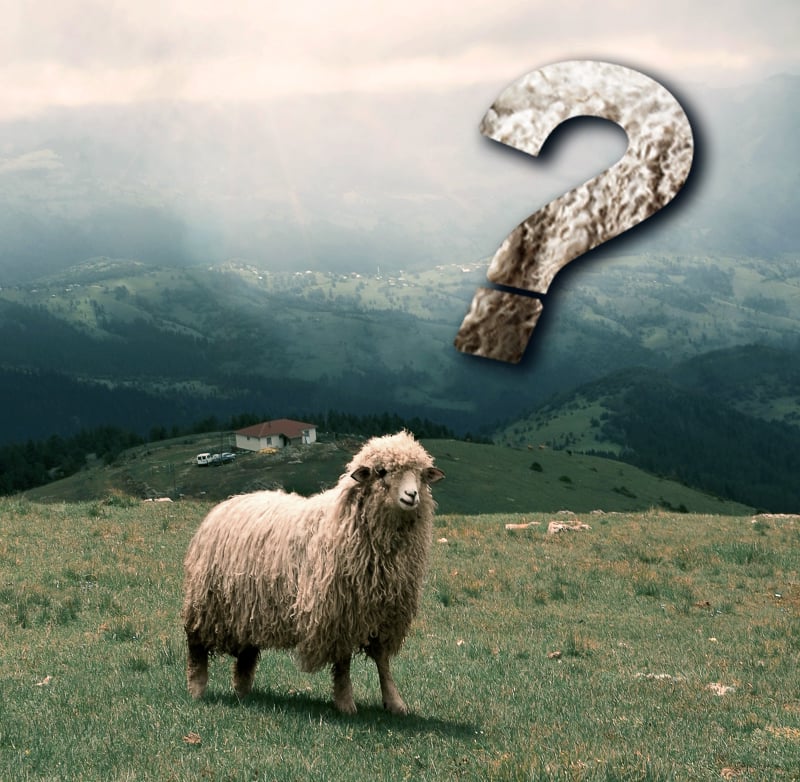 Schaf mit Fragezeichen aus Wolle